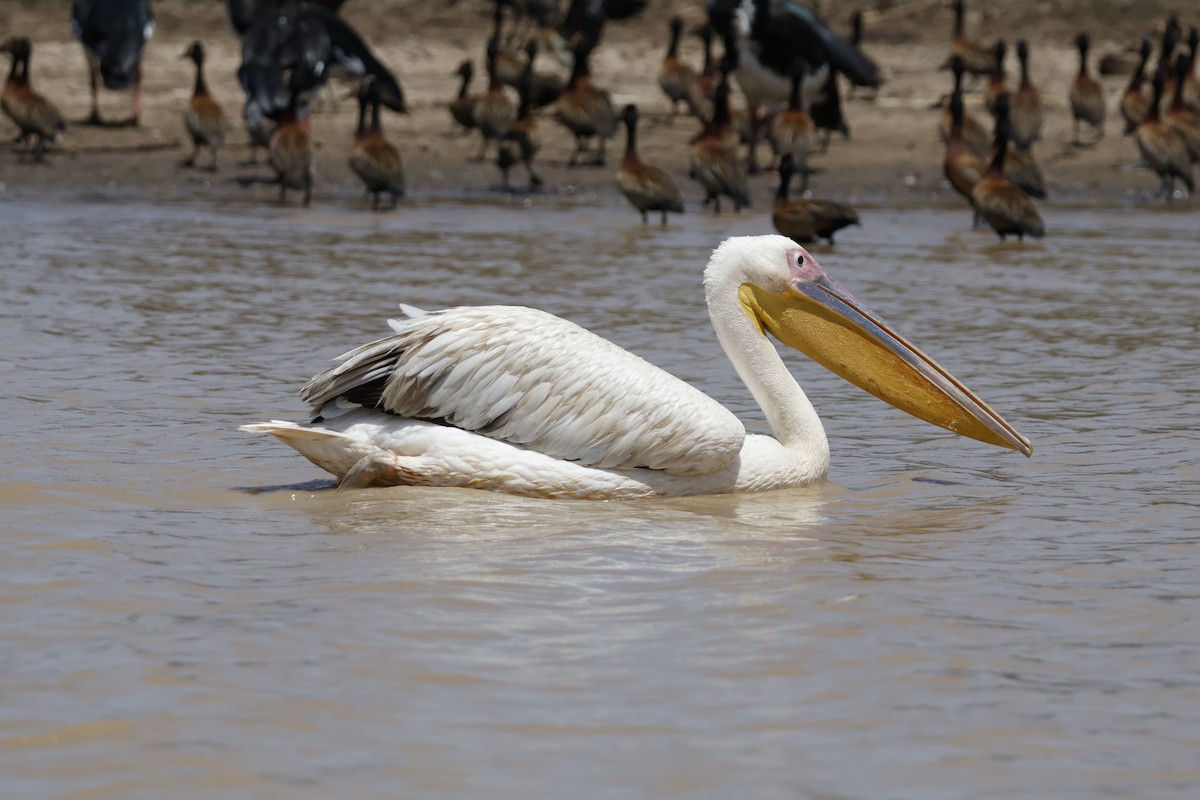 pelikán bílý - ML617960769