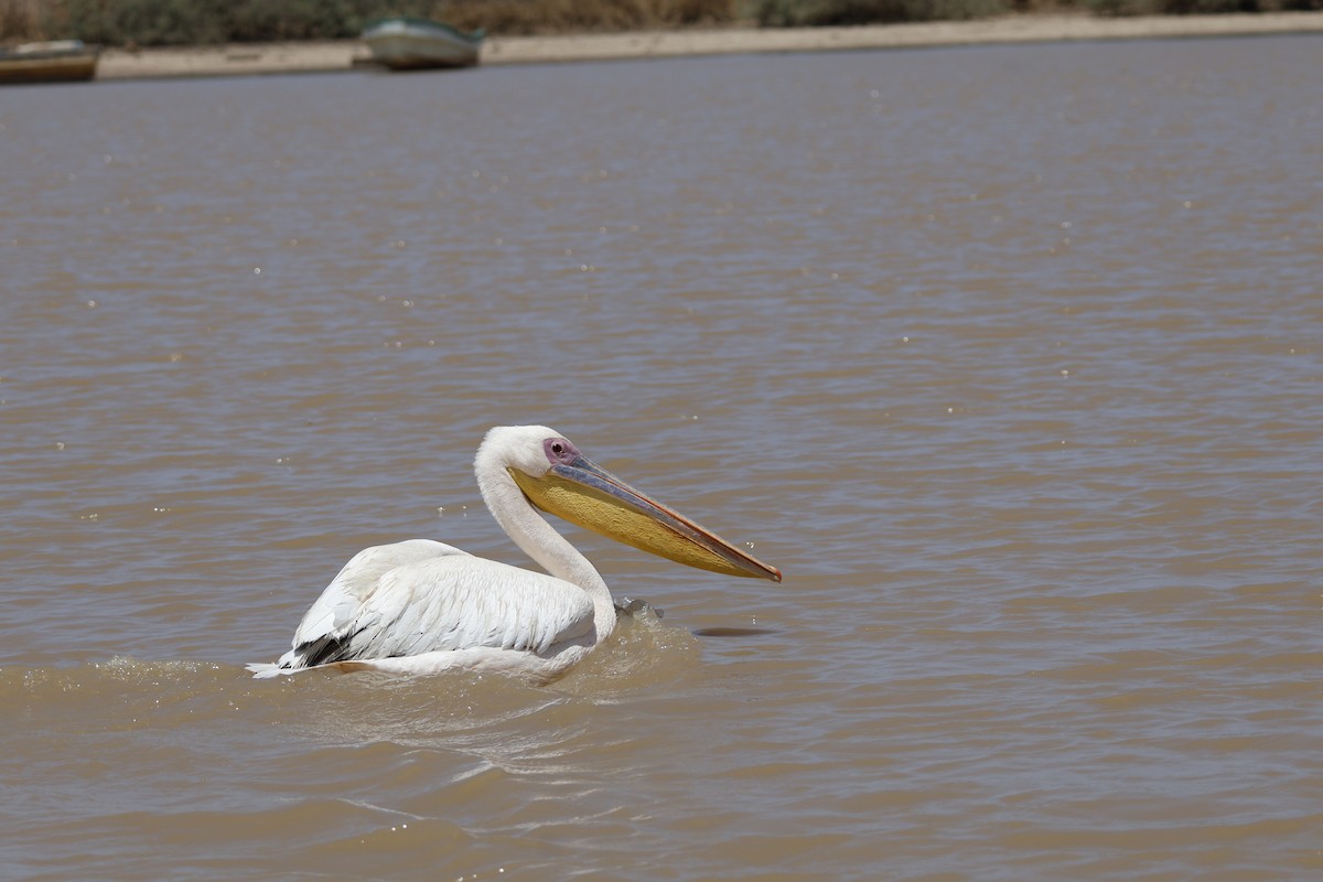 pelikán bílý - ML617960771