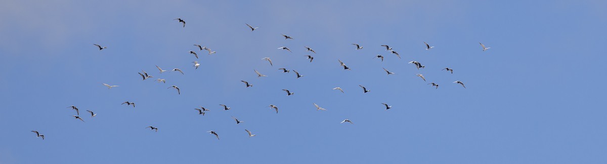White-winged Tern - ML617960788