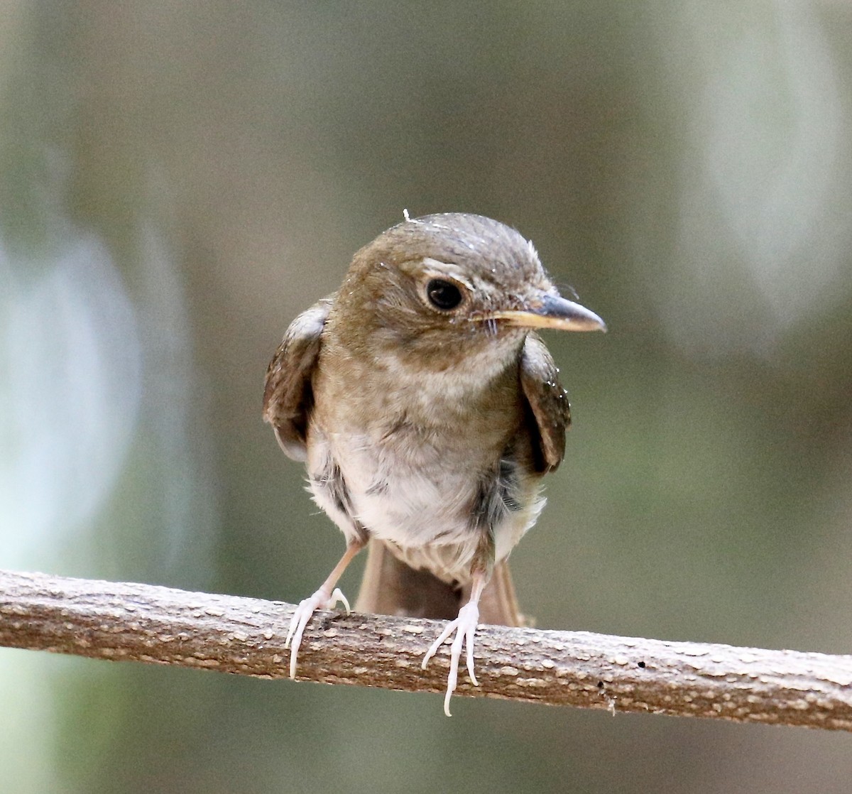 Brown-chested Jungle Flycatcher - ML617960898
