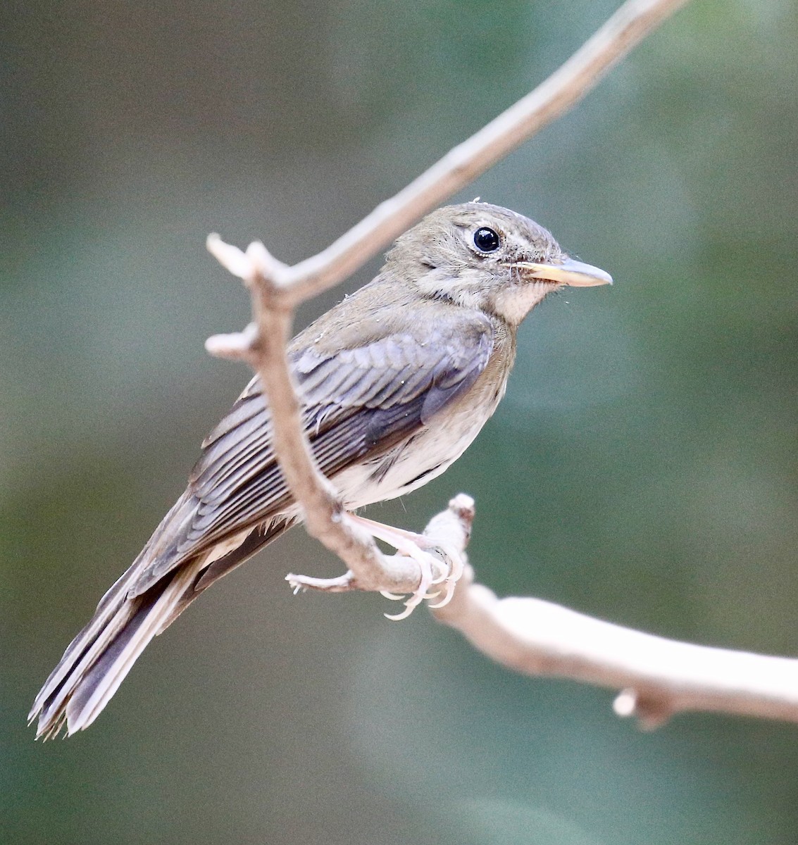 Brown-chested Jungle Flycatcher - ML617960899