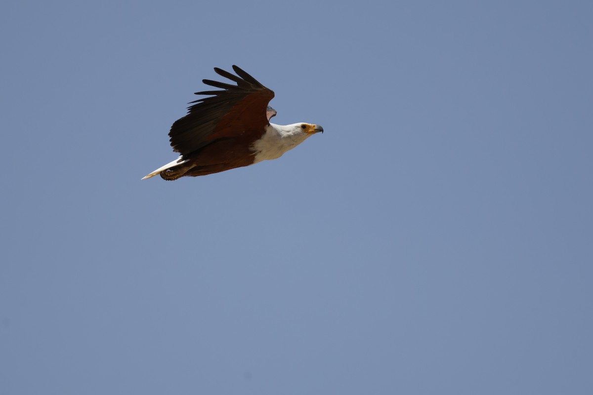 African Fish-Eagle - ML617960902