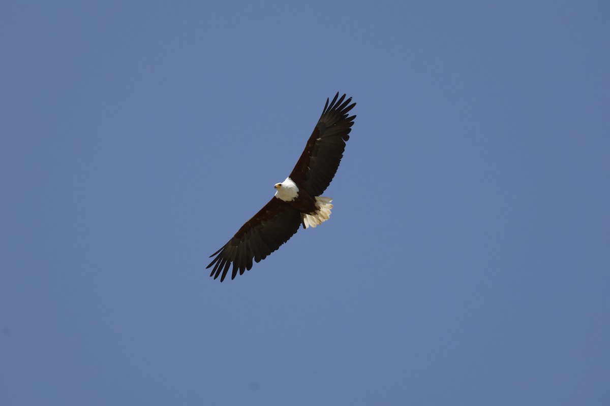 African Fish-Eagle - ML617960903