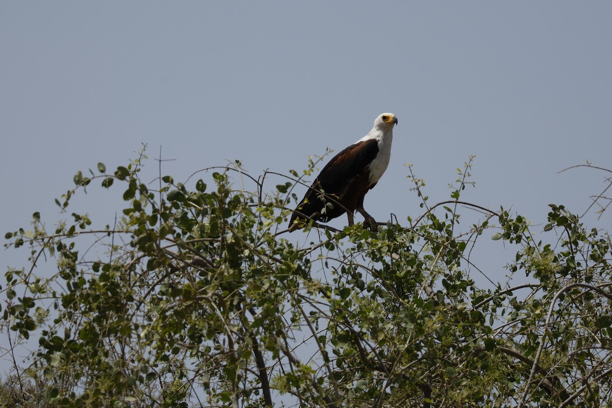 African Fish-Eagle - ML617960904