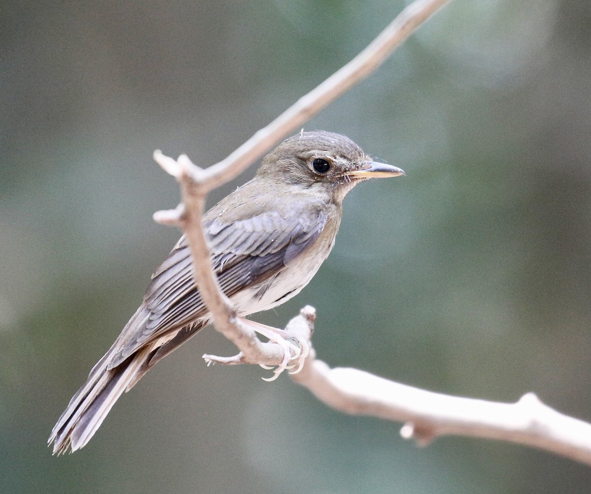 Brown-chested Jungle Flycatcher - ML617960905