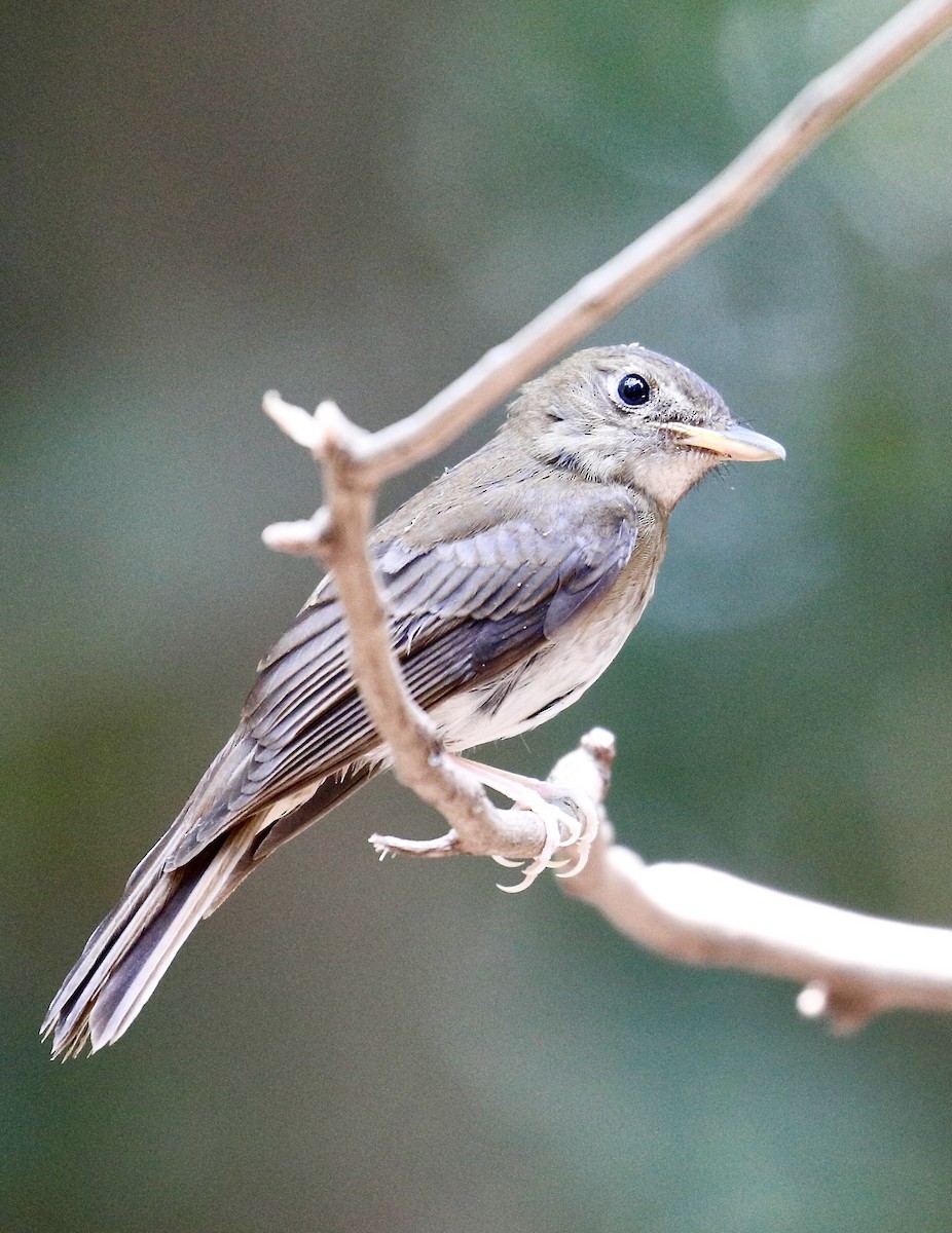 Brown-chested Jungle Flycatcher - ML617960908