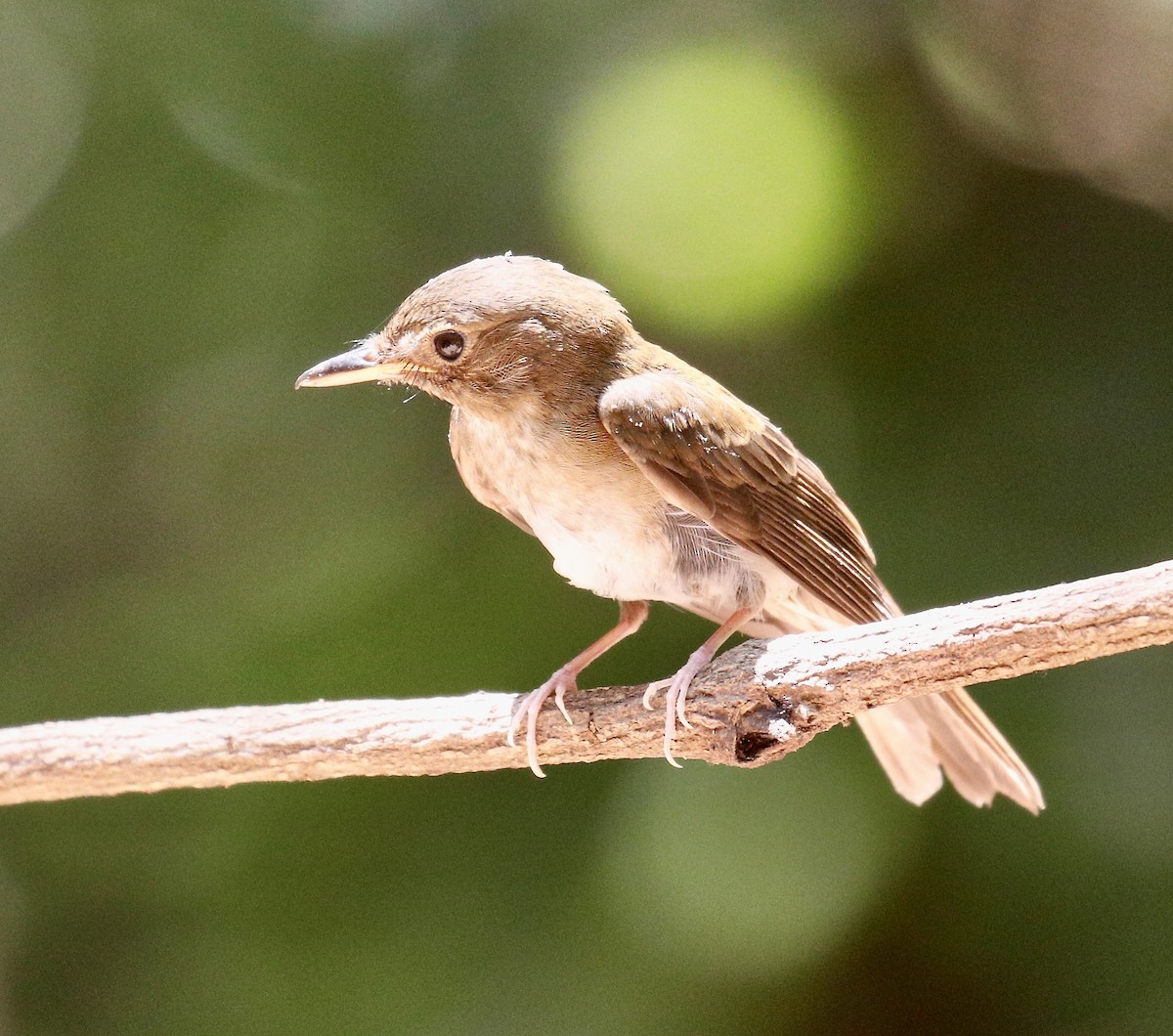 Brown-chested Jungle Flycatcher - ML617960912