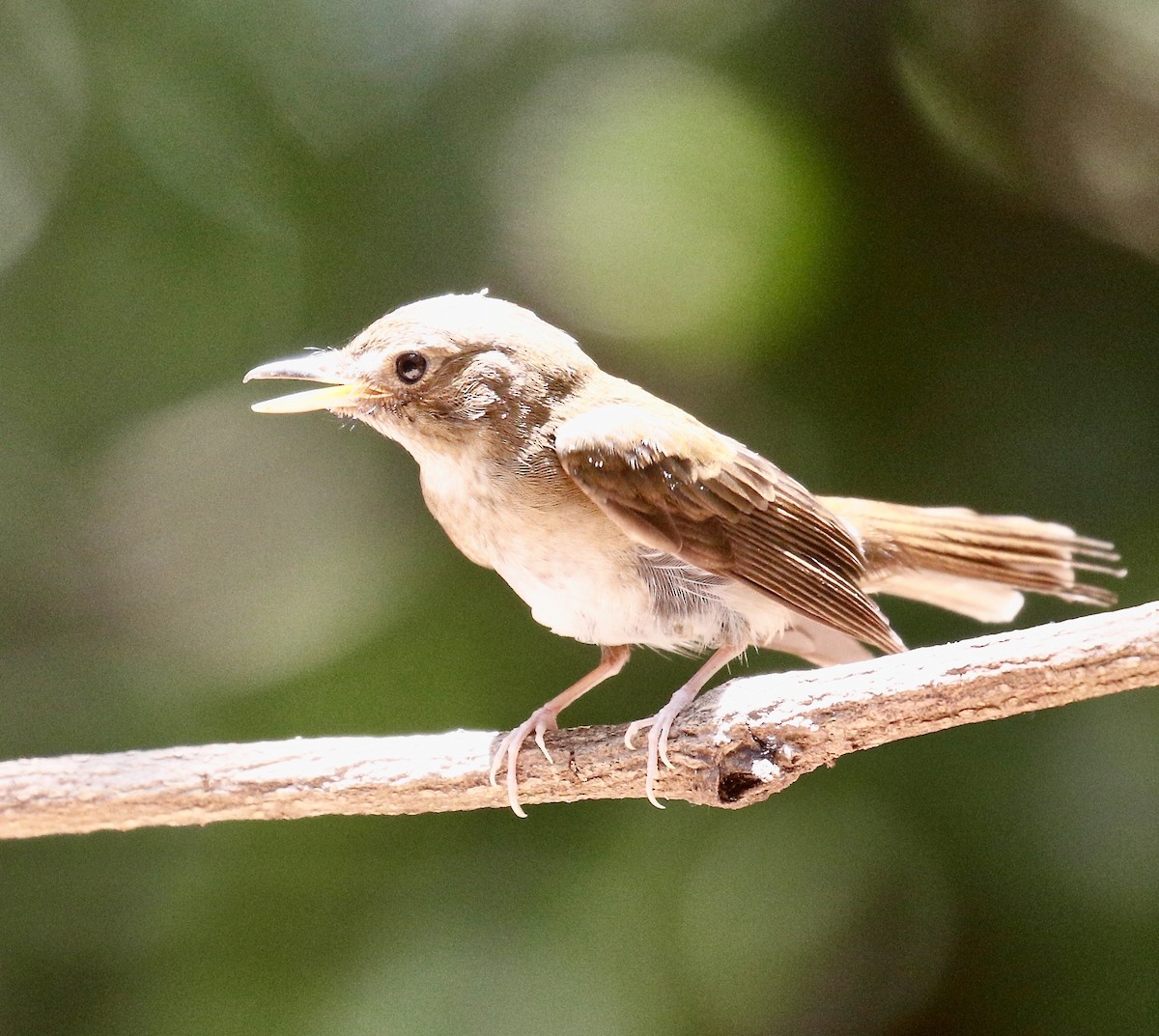 Brown-chested Jungle Flycatcher - ML617960913