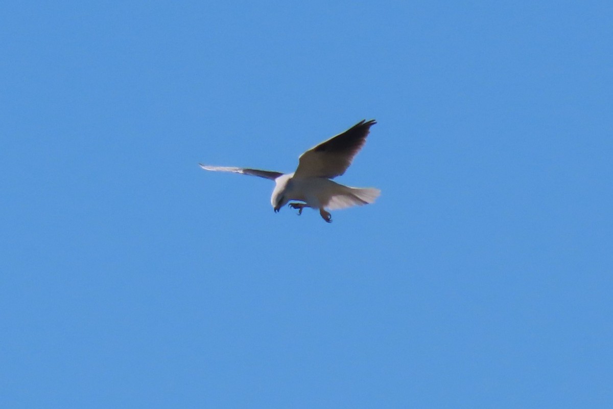 Black-shouldered Kite - ML617960915