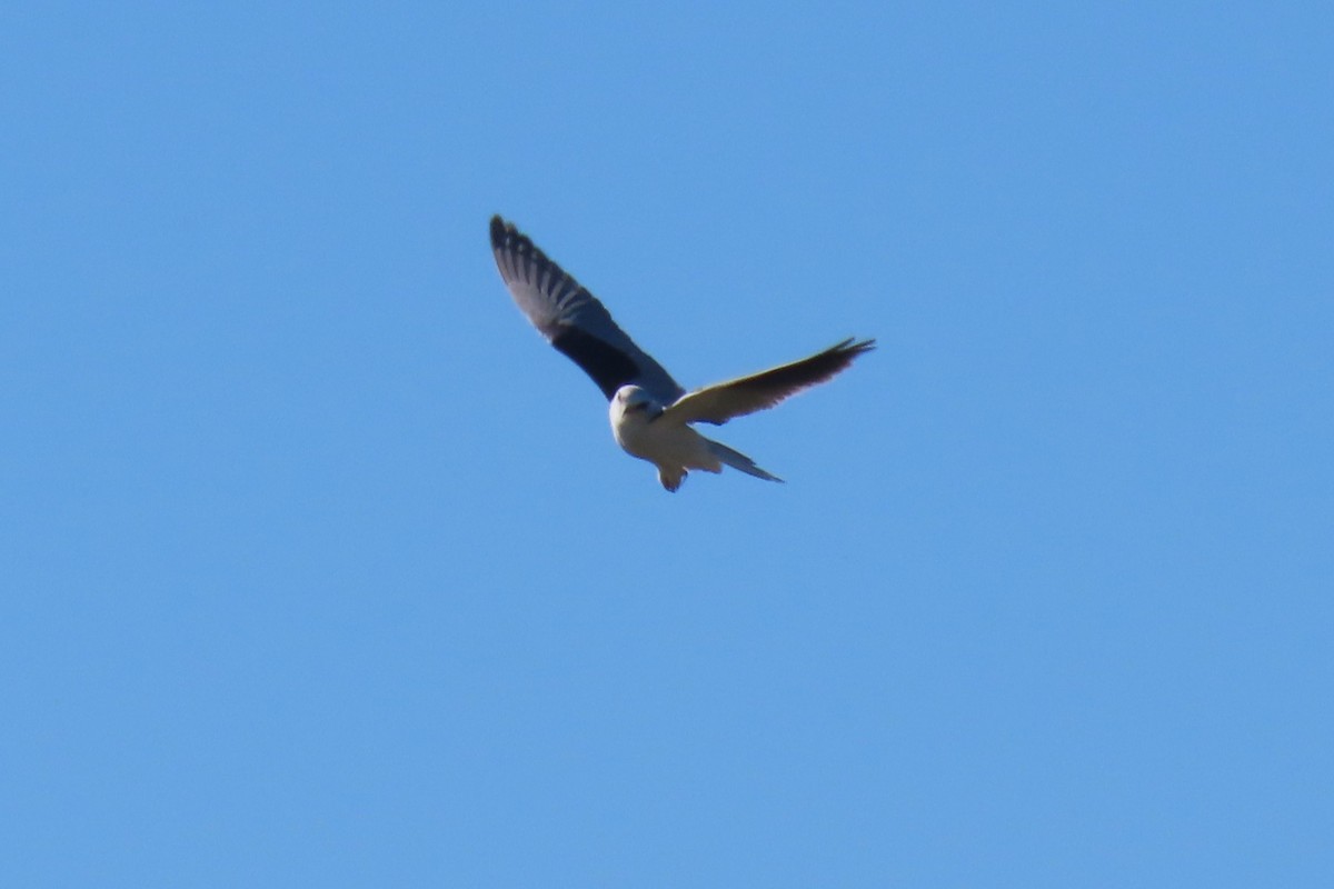 Black-shouldered Kite - Deb & Rod R