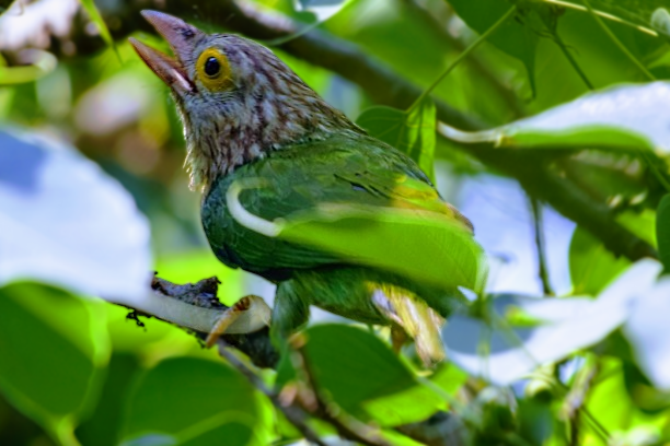 Lineated Barbet - ML617960949