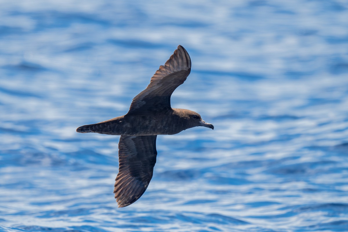Flesh-footed Shearwater - ML617960958