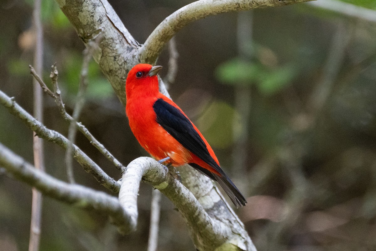 Scarlet Tanager - ML617960968