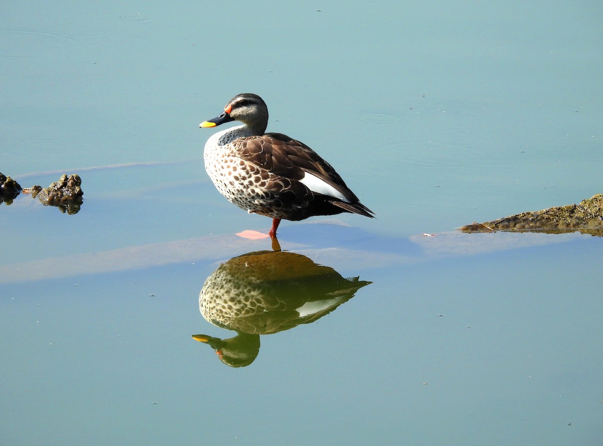 Indian Spot-billed Duck - ML617960984