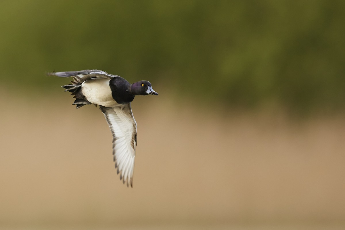 Tufted Duck - ML617960992