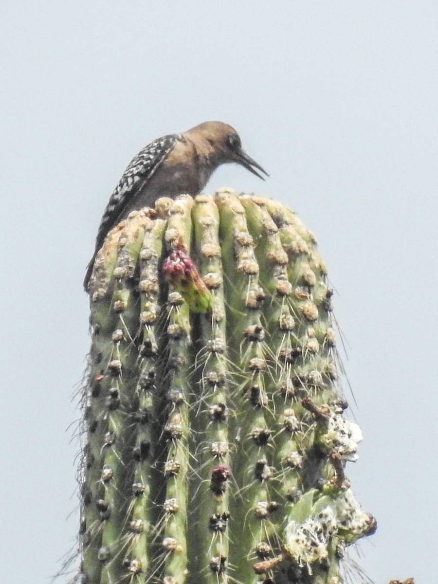 Gray-breasted Woodpecker - Sergio Castañeda Ramos