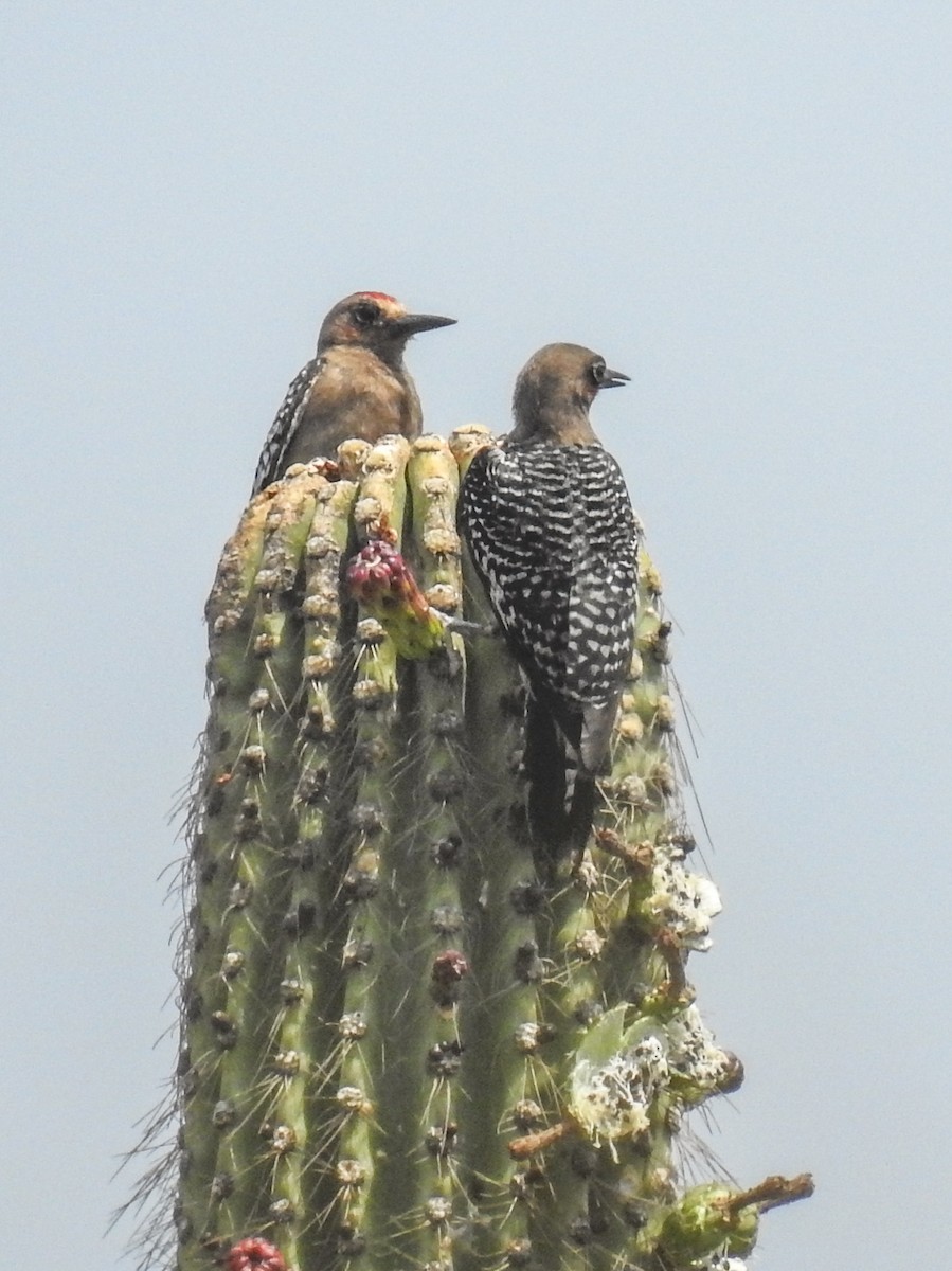 Gray-breasted Woodpecker - ML617960995
