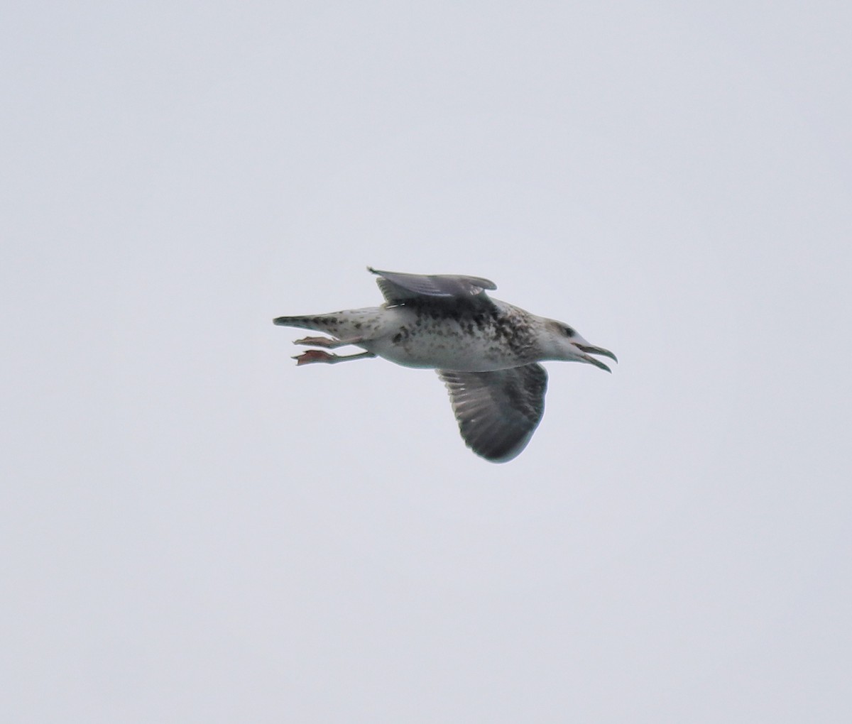 Lesser Black-backed Gull (Heuglin's) - ML617961005
