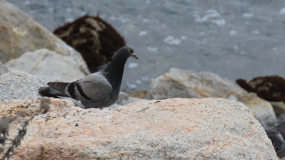 Rock Pigeon (Feral Pigeon) - ML617961012