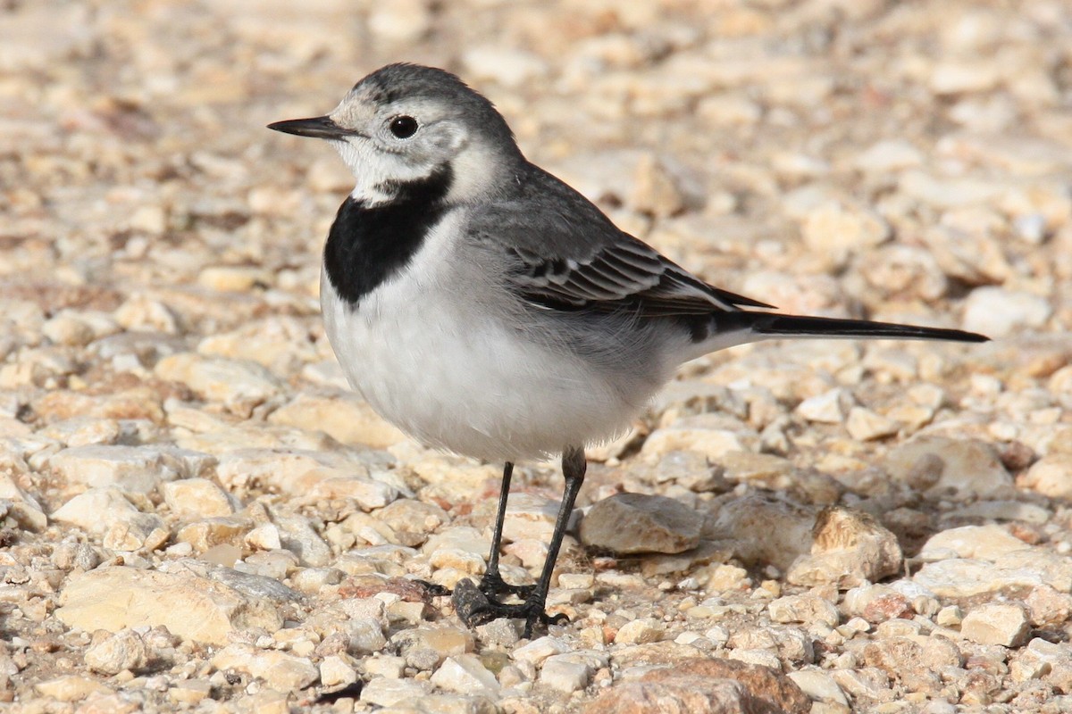 White Wagtail - Tomi Frank
