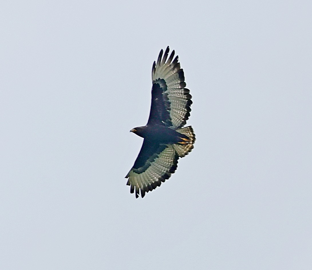 Long-crested Eagle - Maciej  Kotlarski