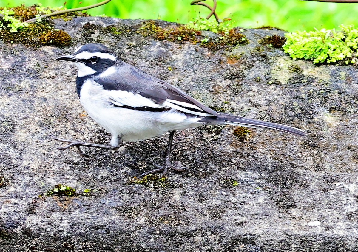 African Pied Wagtail - ML617961062