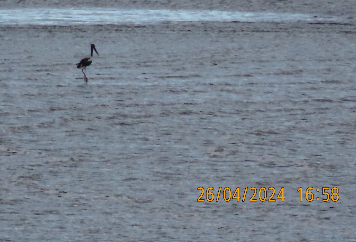 Black-necked Stork - ML617961069