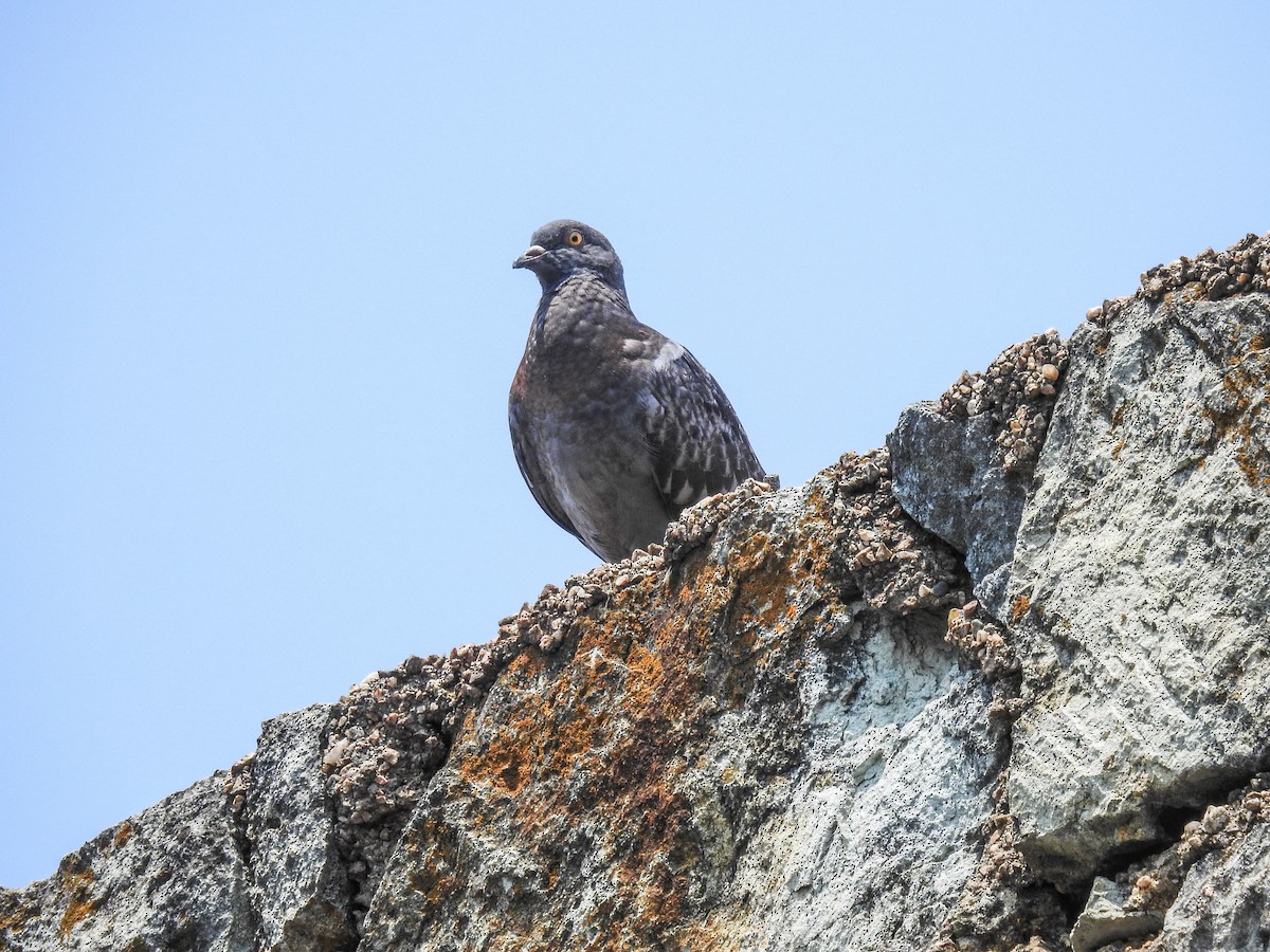 Rock Pigeon (Feral Pigeon) - ML617961072