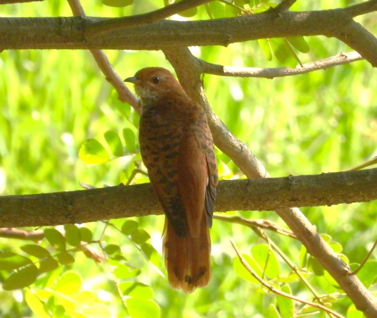 Gray-bellied Cuckoo - Suchitra S
