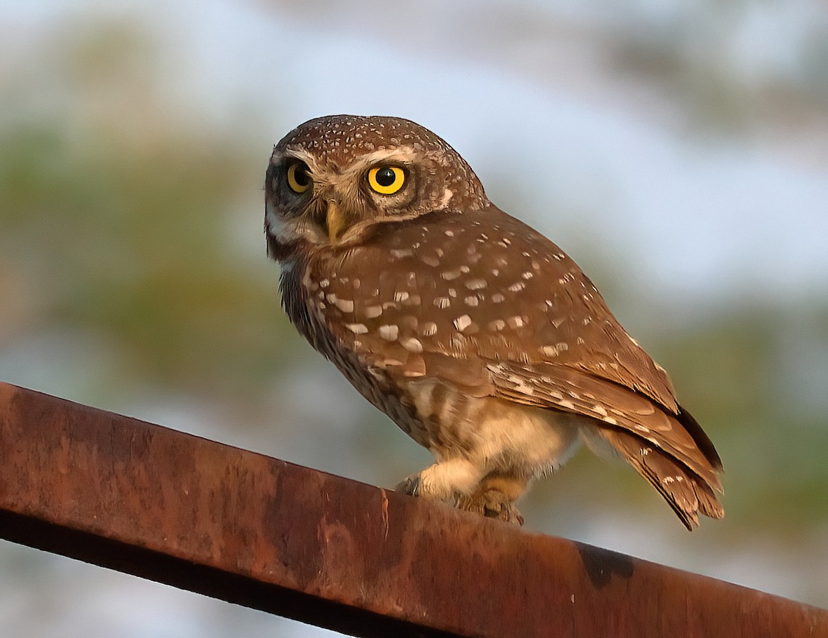 Spotted Owlet - Shashidhar Joshi