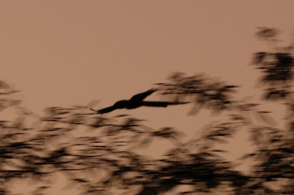 Long-tailed Nightjar - ML617961094