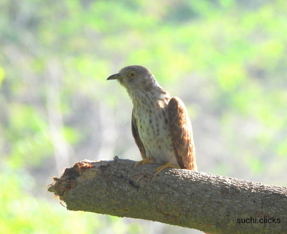 Common Hawk-Cuckoo - ML617961098