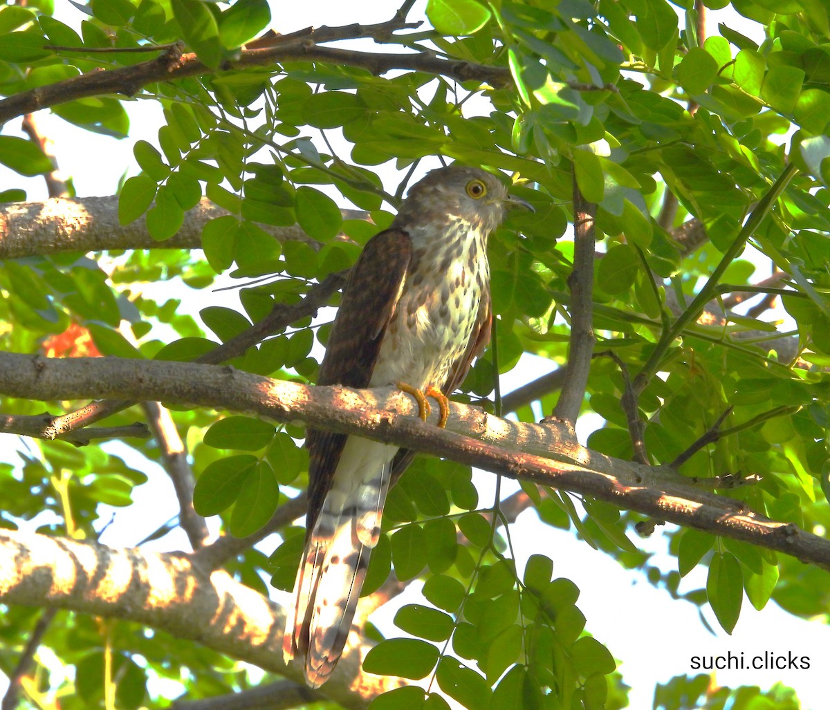 Common Hawk-Cuckoo - Suchitra S