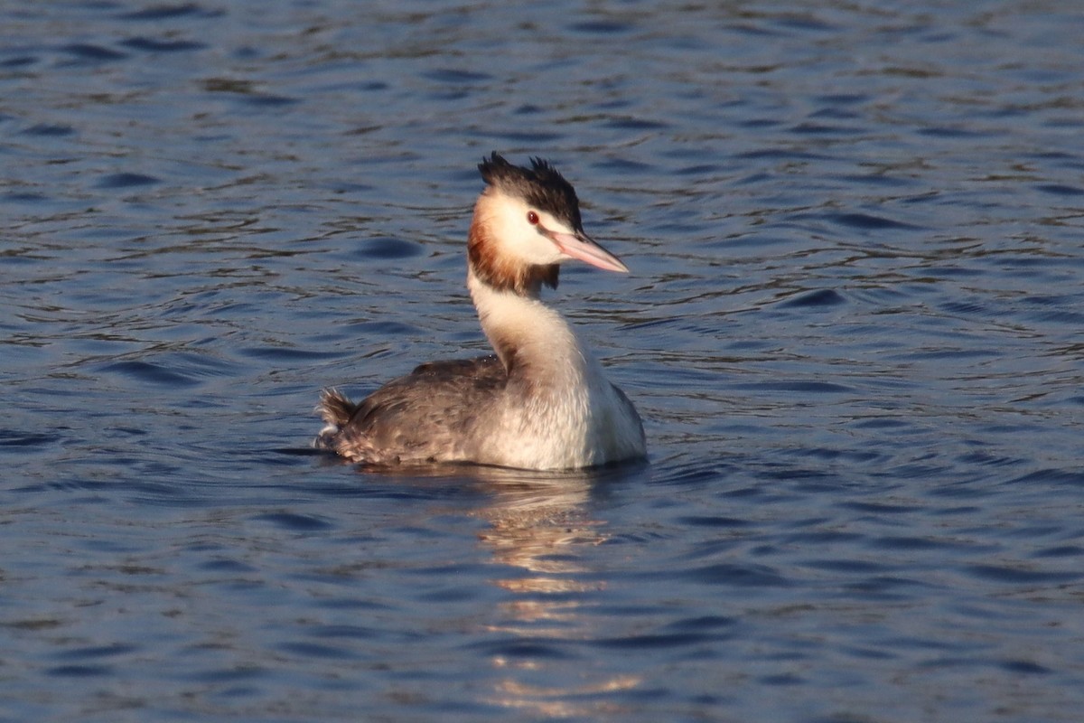 Great Crested Grebe - ML617961107