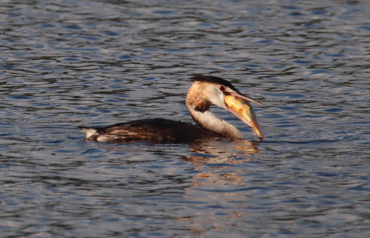 Great Crested Grebe - Tomi Frank