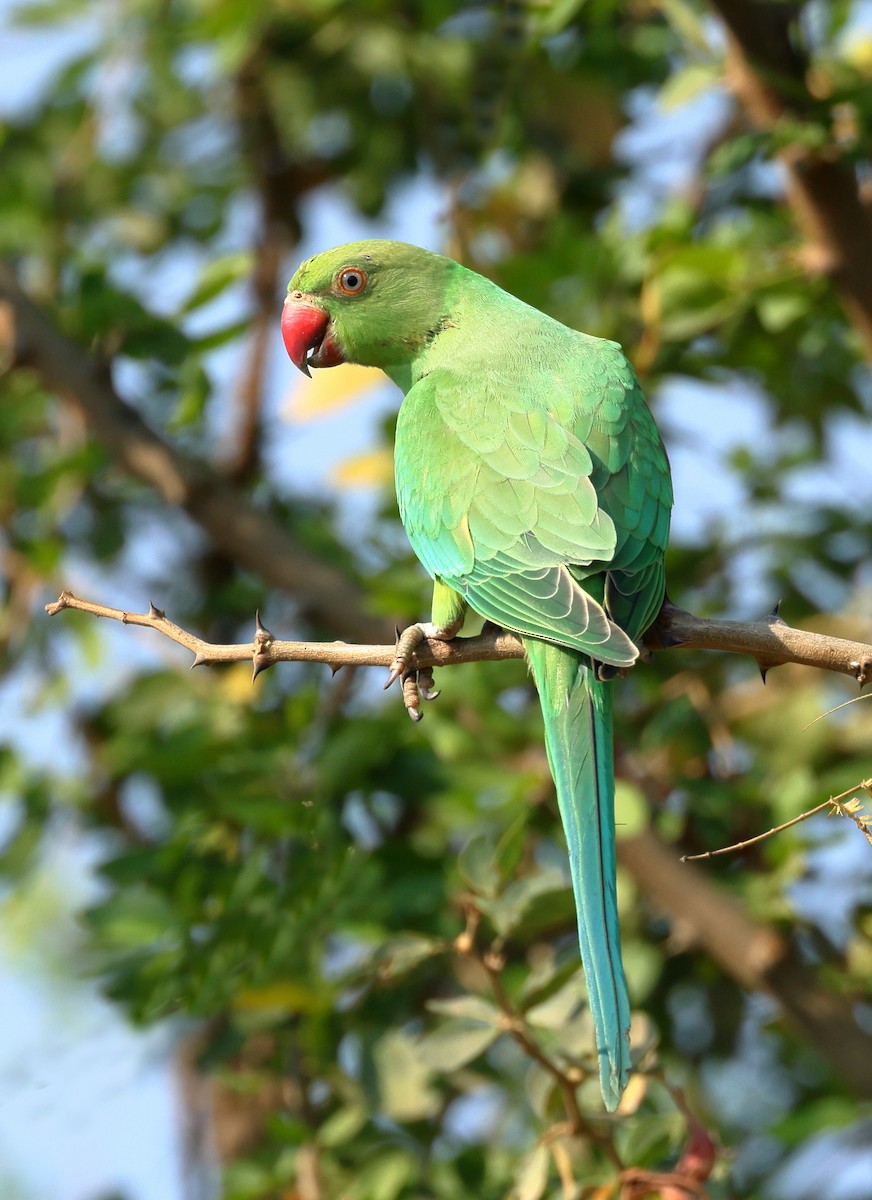 Rose-ringed Parakeet - Shashidhar Joshi