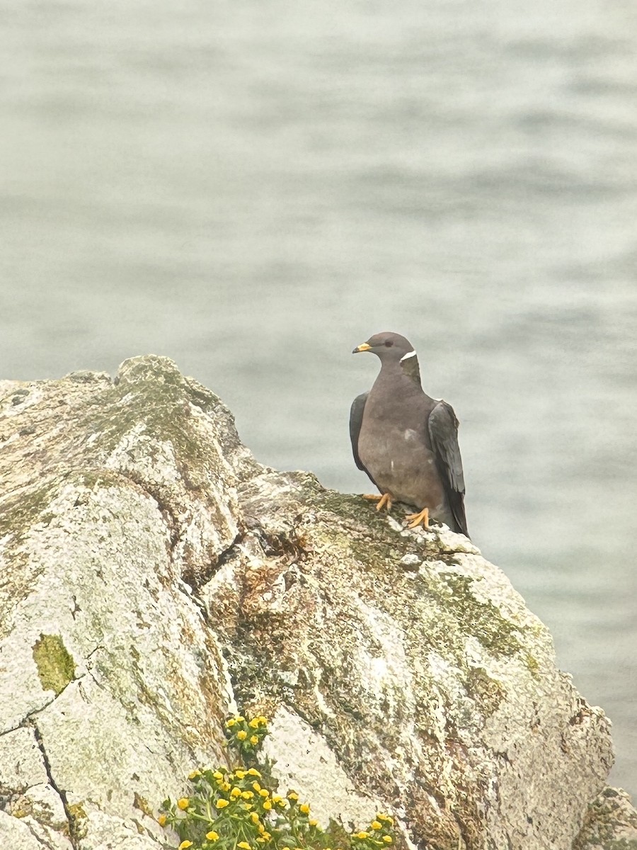 Band-tailed Pigeon - ML617961141