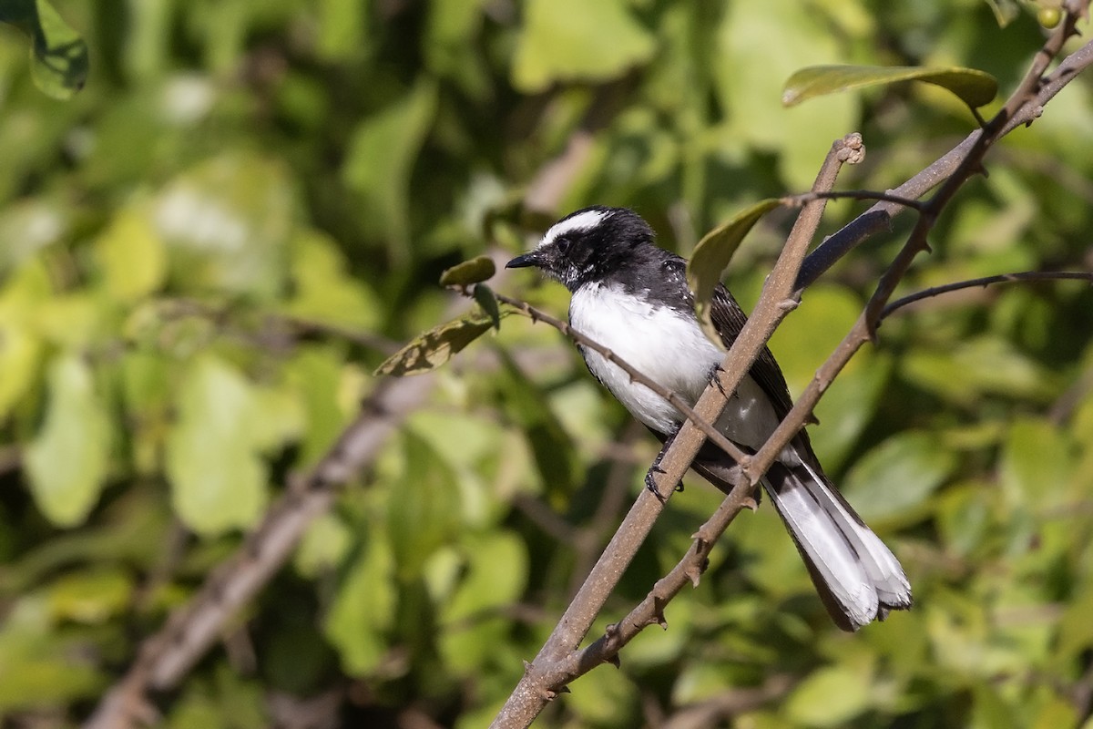 White-browed Fantail - ML617961273