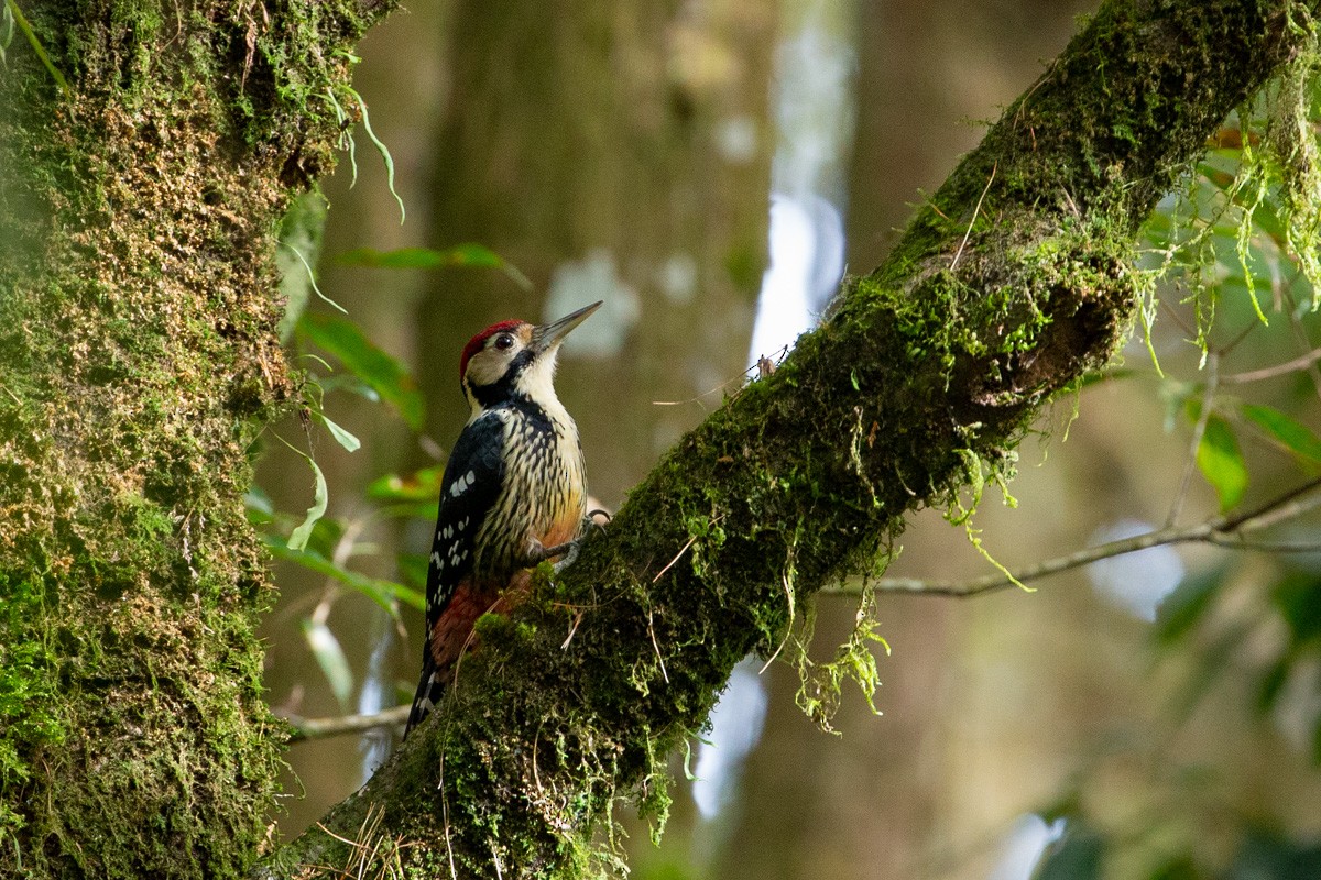 White-backed Woodpecker - Ben Tsai
