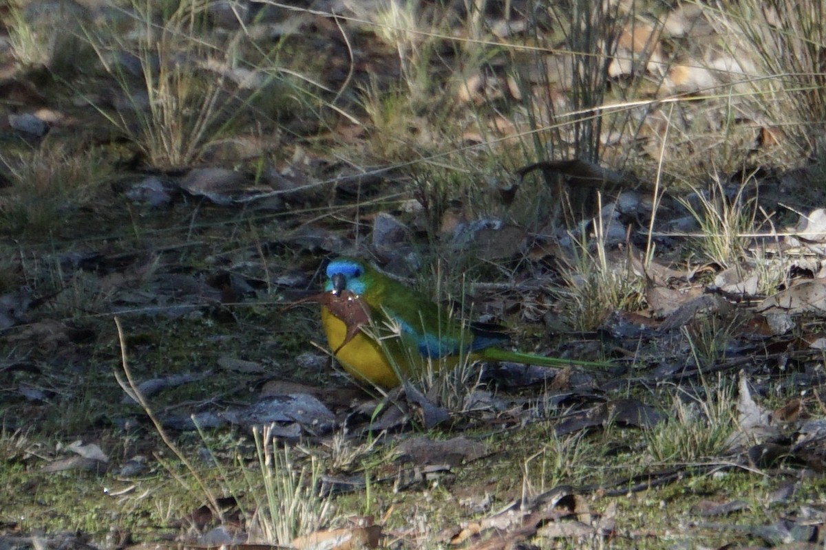 Turquoise Parrot - ML617961308