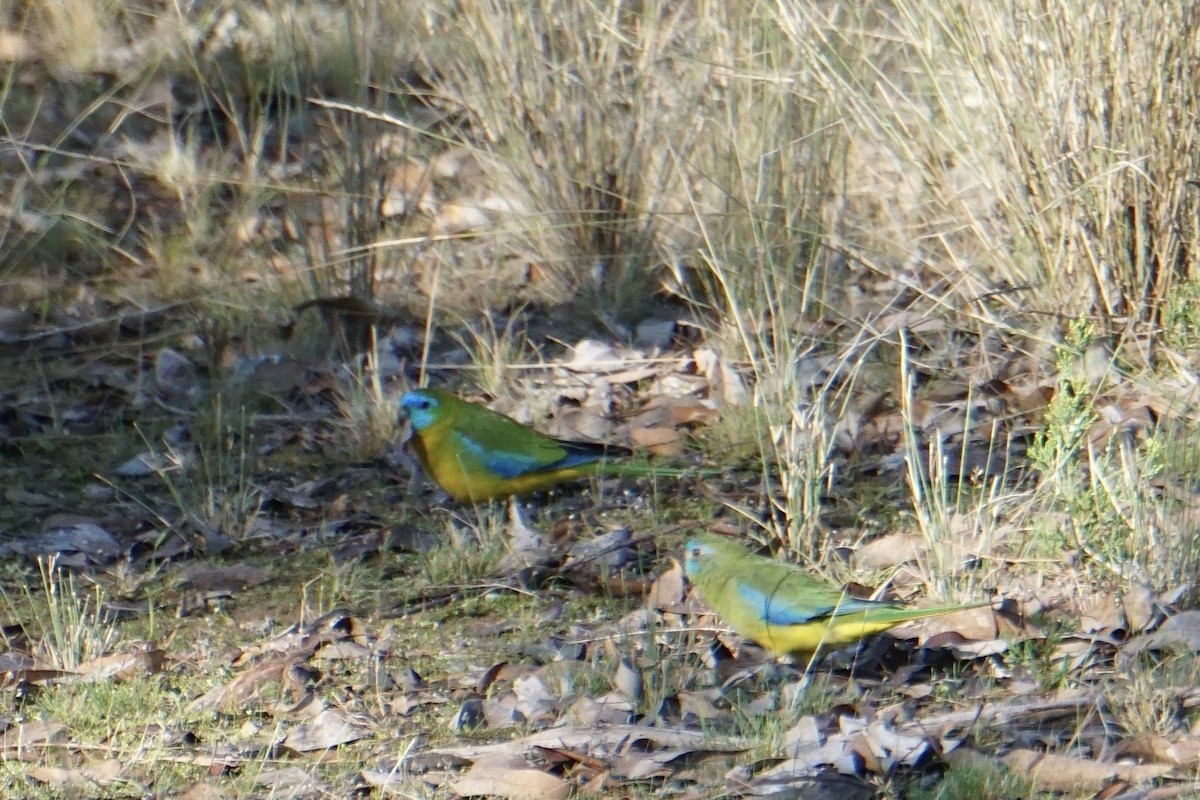 Turquoise Parrot - Padrick Anderson