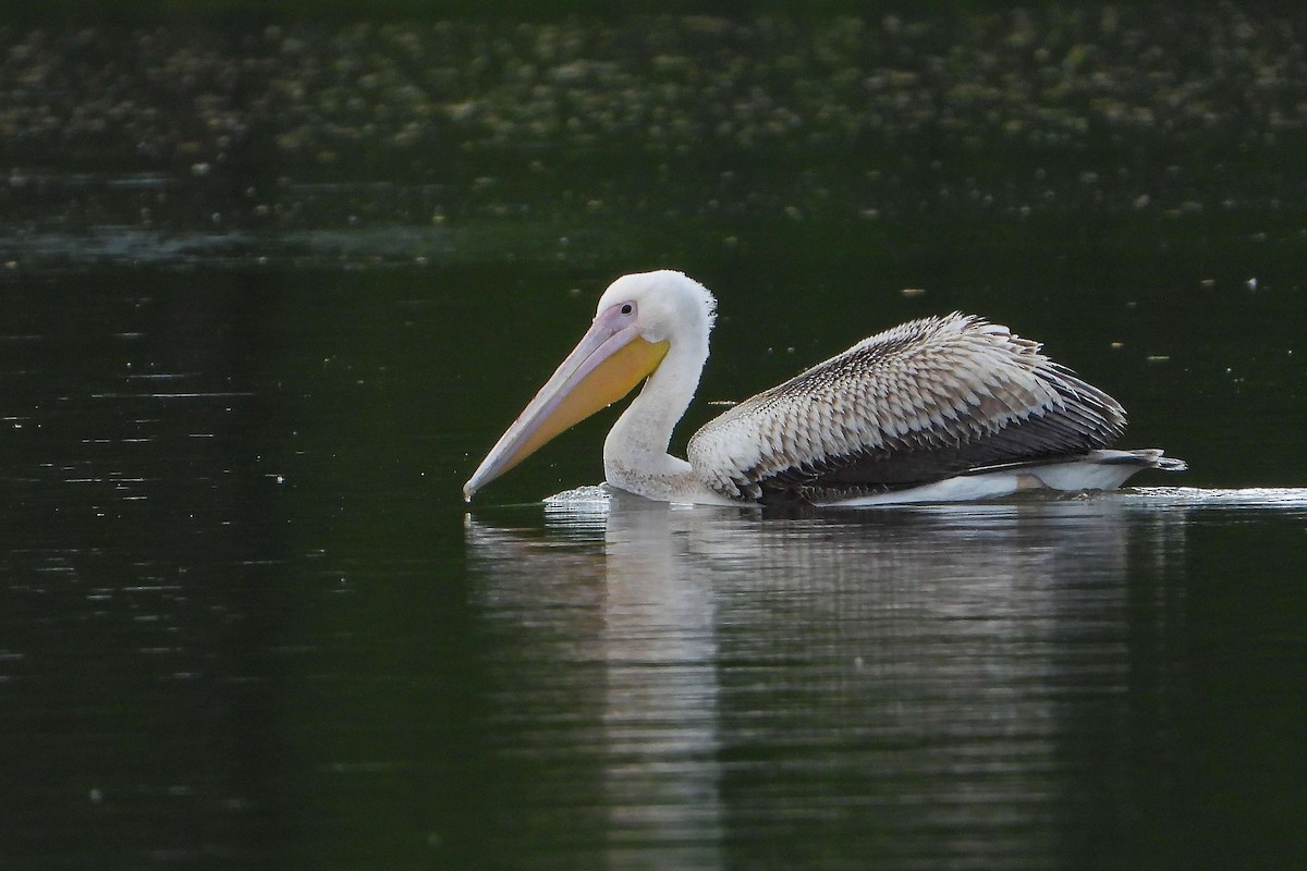 Great White Pelican - Vladislav Železný