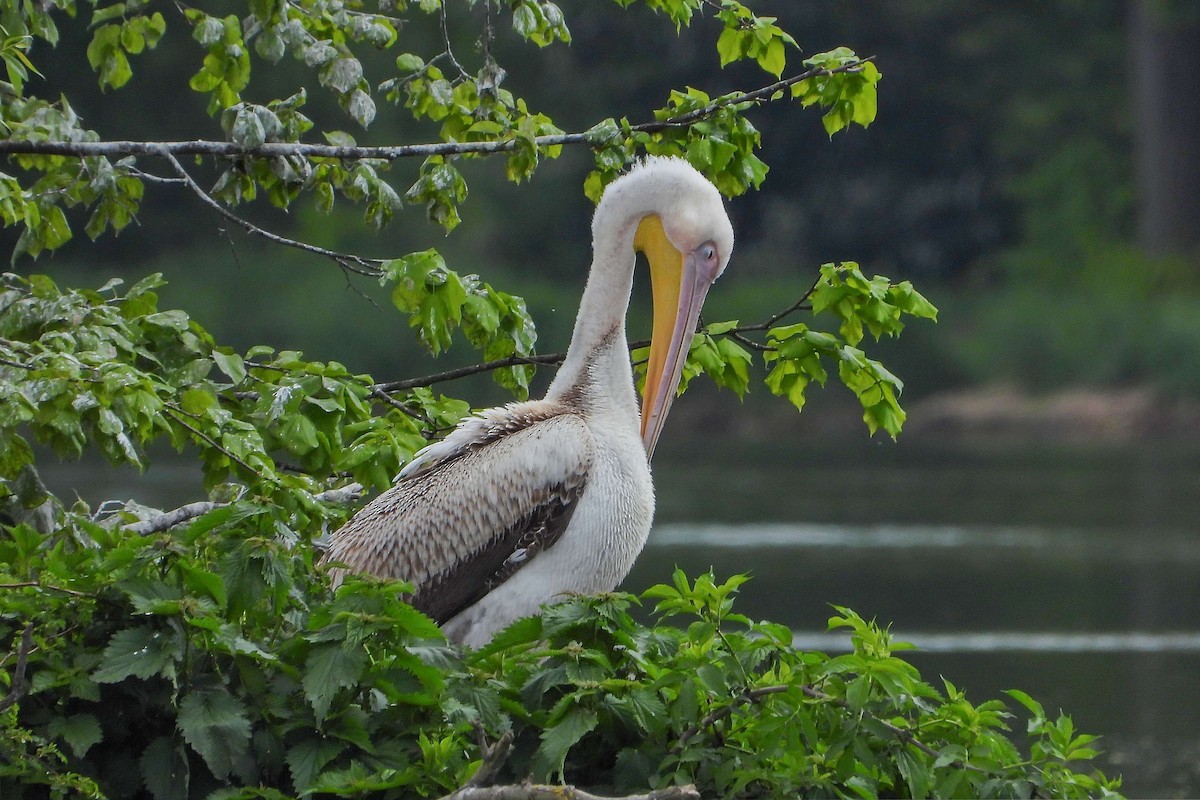 Great White Pelican - Vladislav Železný