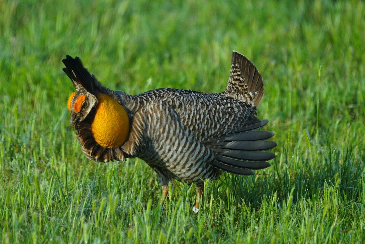 Greater Prairie-Chicken - ML617961332