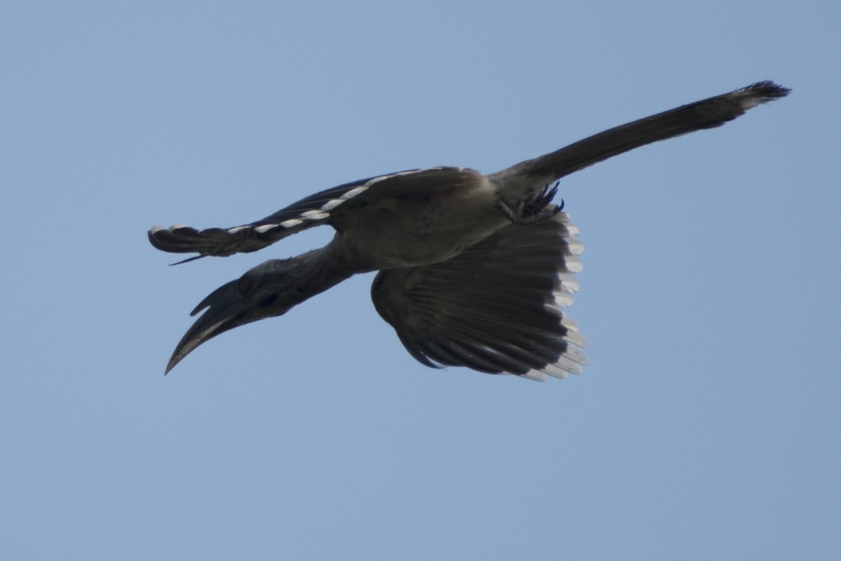 Indian Gray Hornbill - ML617961360