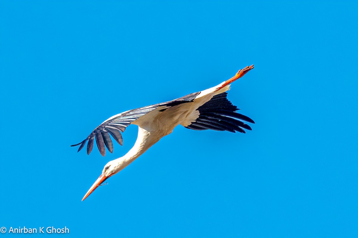 White Stork - Anirban K Ghosh