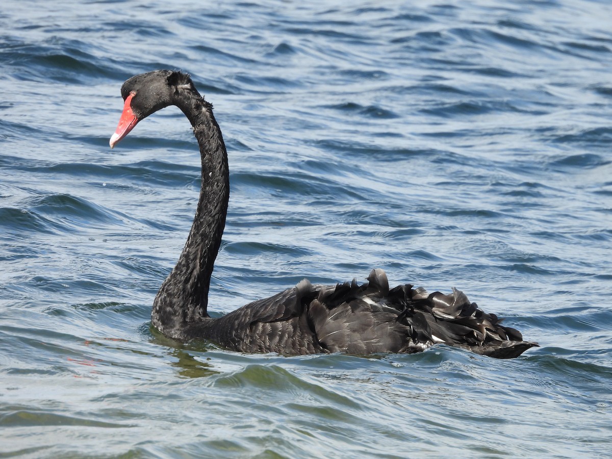 Black Swan - Chanith Wijeratne