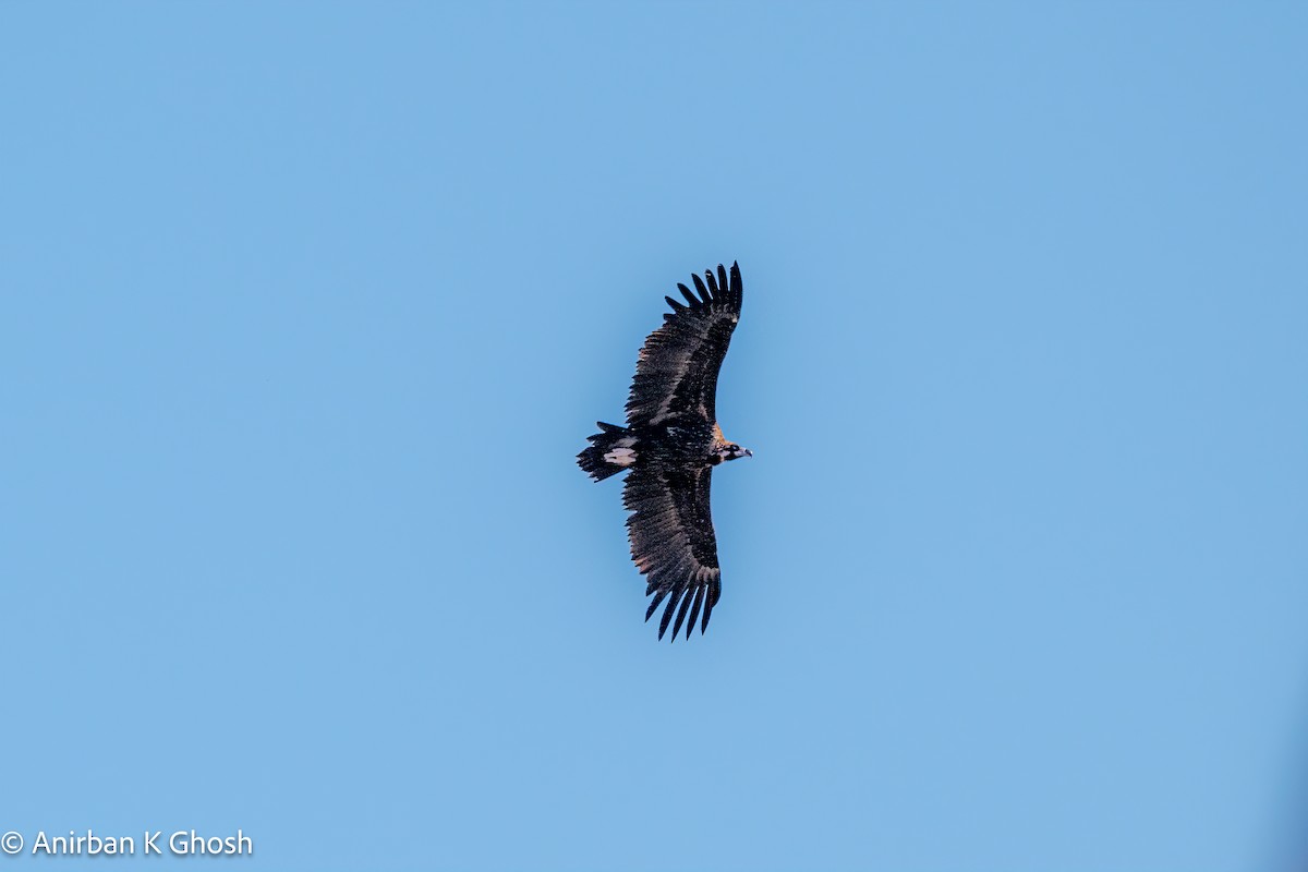 Cinereous Vulture - ML617961378