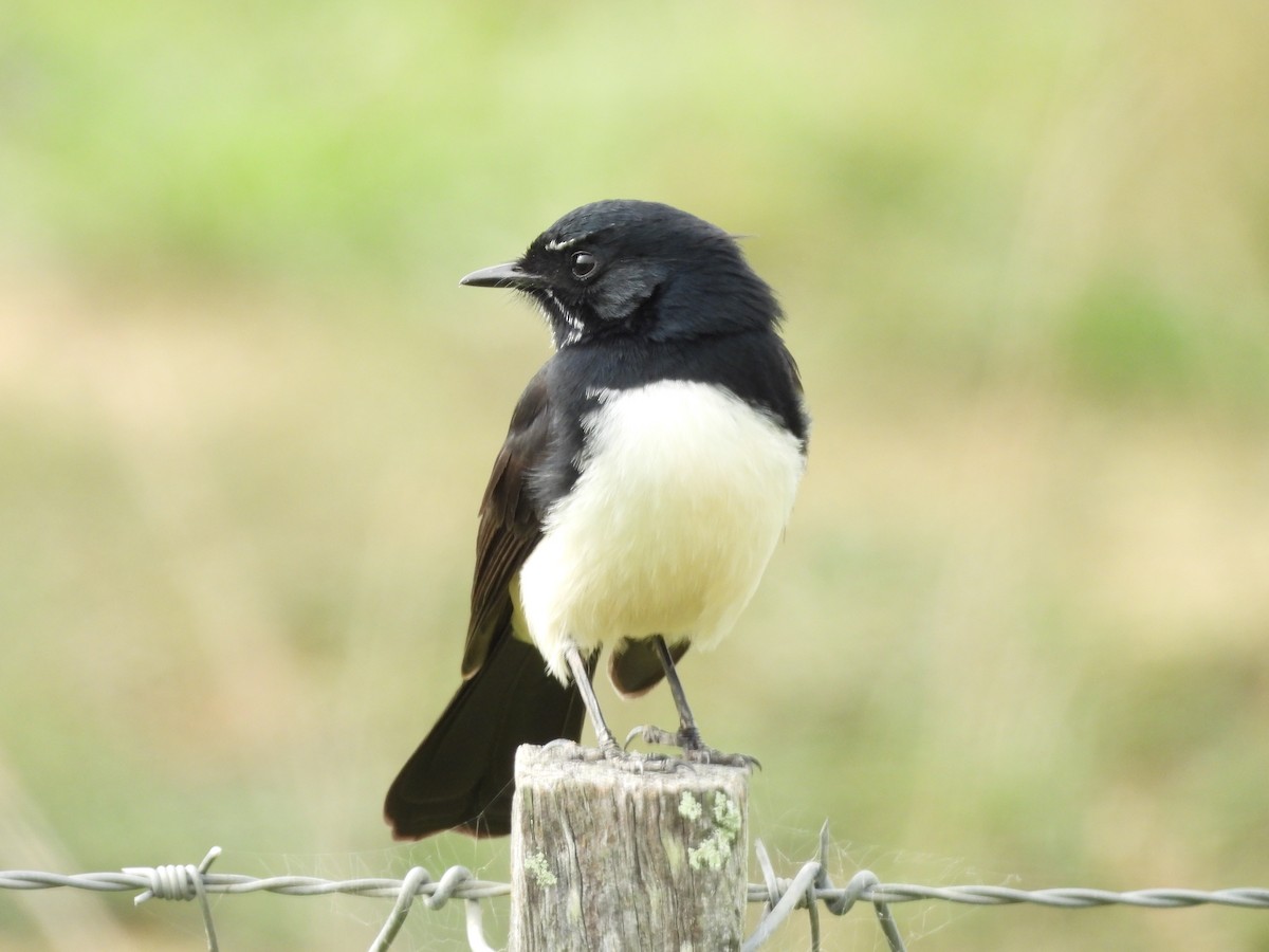 Willie-wagtail - ML617961389