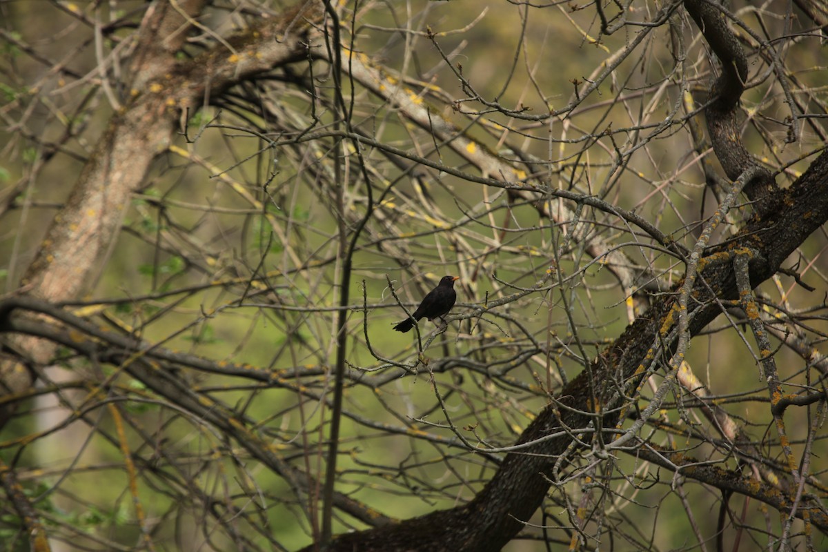 Eurasian Blackbird - ML617961408